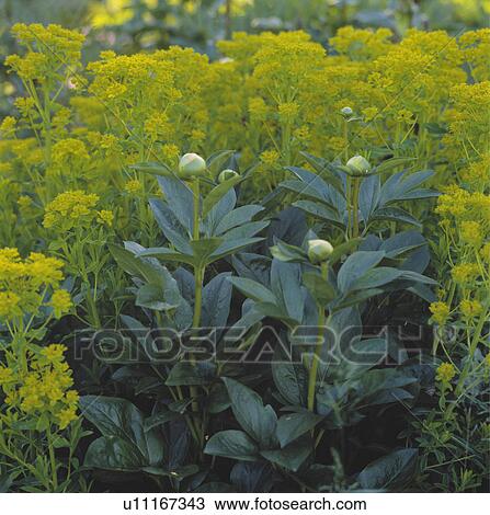 Stock Image - Close-up of paeonies in bud with lime-green euphorbia. Fotosearch