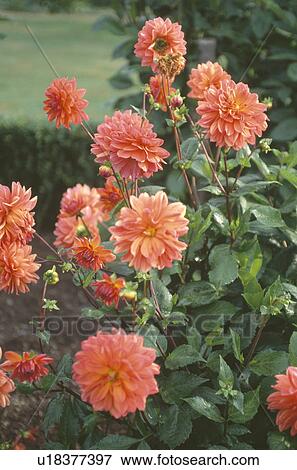 Stock Photo - Close up of pale orange dahlias. Fotosearch