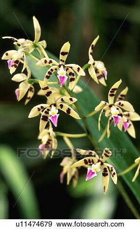 Close-up of pale yellow orchid flowers with pink detail View Large Photo Image Stock Photo - Close-up of pale yellow orchid flowers with pink detail . Fotosearch
