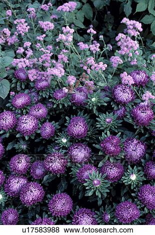 Close-up of patch of dwarf purple asters with ageratum View Large Photo Image Stock Photo - Close-up of patch of dwarf purple asters with ageratum. Fotosearch