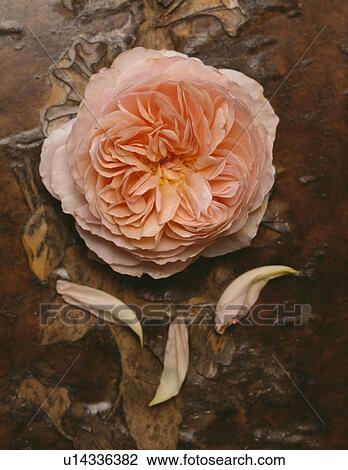 Close-up of peach pink rose with petals View Large Photo Image Stock Image - Close-up of peach pink rose with petals. Fotosearch