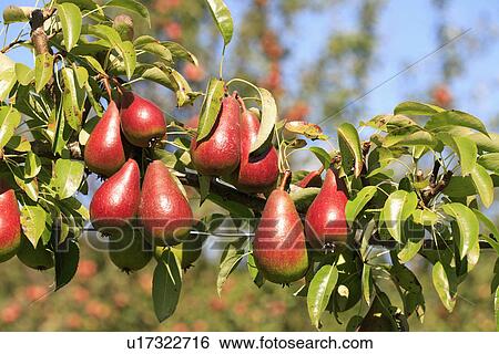 Stock Photograph - Close up of pears on tree branch. Fotosearch