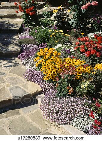 Close up of pink alysum and yellow rudbeckia in summer garden border beside paved steps View Large Photo Image Stock Photo - Close up of pink alysum and yellow rudbeckia in summer garden border beside paved steps. Fotosearch