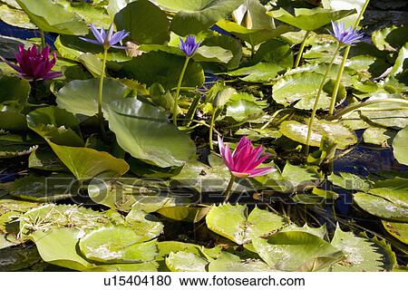 Close up of pink and blue waterlilies and leaves View Large Photo Image Stock Image - Close up of pink and blue waterlilies and leaves. Fotosearch