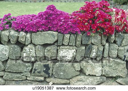Close up of pink and red mesembryanthemums on dry stone wall View Large Photo Image Stock Photo - Close up of pink and red mesembryanthemums on dry stone wall. Fotosearch