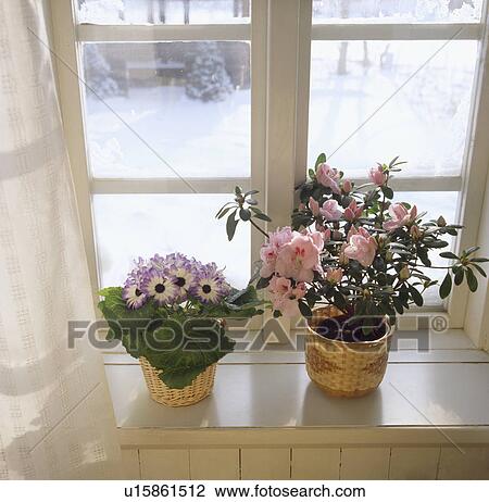 Close-up of pink azalea and mauve cineraria in baskets on window sill View Large Photo Image Stock Image - Close-up of pink azalea and mauve cineraria in baskets on window sill. Fotosearch