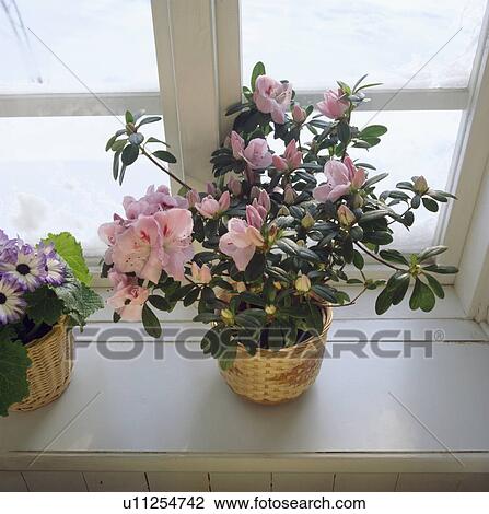 Close-up of pink azalea in basket on window sill View Large Photo Image Stock Image - Close-up of pink azalea in basket on window sill. Fotosearch