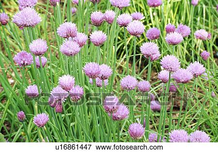 Close-up of pink chives View Large Photo Image Stock Photo - Close-up of pink chives. Fotosearch