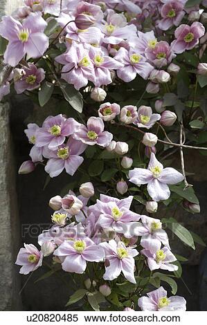 Stock Photography - Close-up of pink Clematis Montana. Fotosearch