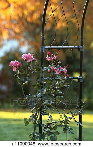 Stock Photography - Close-up of pink climbing rose on metal arch. Fotosearch