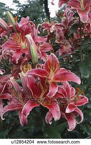 Close up of pink lilium "Journeys End" View Large Photo Image Picture - Close up of pink lilium "Journeys End". Fotosearch