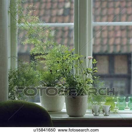 Close-up of pink miniature rose in white pot beside maidenhair fern in pot on window sill View Large Photo Image Stock Image - Close-up of pink miniature rose in white pot beside maidenhair fern in pot on window sill. Fotosearch