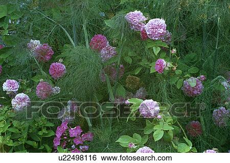 Close-up of pink roses with fennel in summer garden border View Large Photo Image Stock Photograph - Close-up of pink roses with fennel in summer garden border. Fotosearch