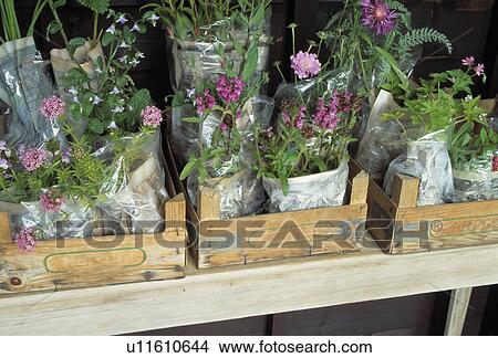 Close-up of plants for sale in wooden boxes View Large Photo Image Picture - Close-up of plants for sale in wooden boxes. Fotosearch