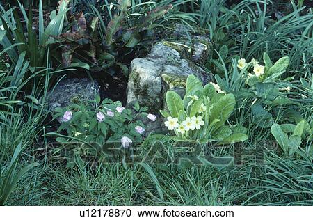 Stock Image - Close up of primula "vulgaris" and anemone "nemorosa". Fotosearch