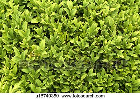 Close-up of privet leaves View Large Photo Image Stock Image - Close-up of privet leaves. Fotosearch