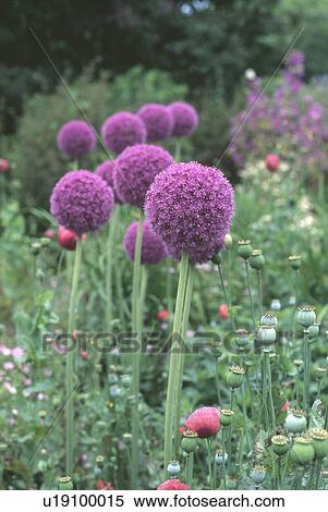 Close up of purple allium with poppy seadheads View Large Photo Image Stock Photography - Close up of purple allium with poppy seadheads. Fotosearch