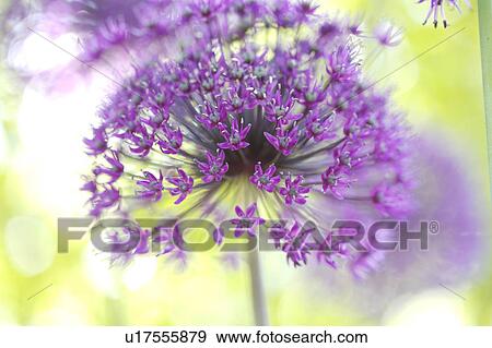 Close-up of purple allium View Large Photo Image Stock Photo - Close-up of purple allium . Fotosearch