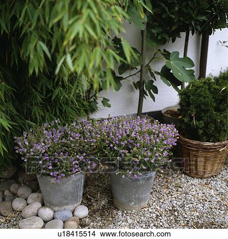 Picture - Close-up of purple flowering plants in old buckets. Fotosearch