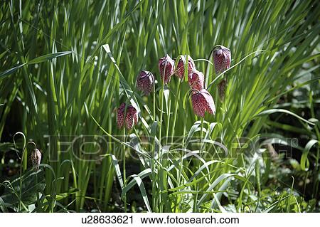 Stock Image - Close-up of purple Fritillaria Meleagris. Fotosearch