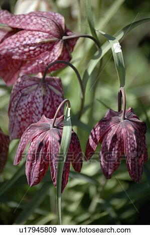 Close-up of purple Fritillaria Meleagris View Large Photo Image Stock Photo - Close-up of purple Fritillaria Meleagris. Fotosearch