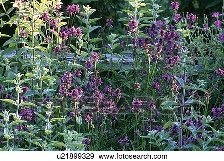 Close-up of purple lavender View Large Photo Image Stock Photo - Close-up of purple lavender. Fotosearch