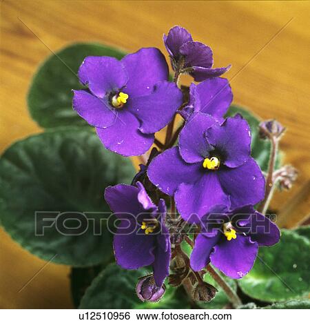 Stock Photograph - Close-up of purple Saintpaulia. Fotosearch