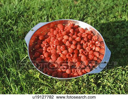 Close up of raspberries in metal dish View Large Photo Image Stock Image - Close up of raspberries in metal dish. Fotosearch