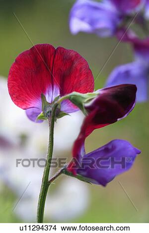 Close up of red and blue lathyrus View Large Photo Image Picture - Close up of red and blue lathyrus. Fotosearch