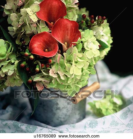 Close-up of red Calla lilies and green hydrangea flowers in small metal bucket View Large Photo Image Stock Photo - Close-up of red Calla lilies and green hydrangea flowers in small metal bucket. Fotosearch