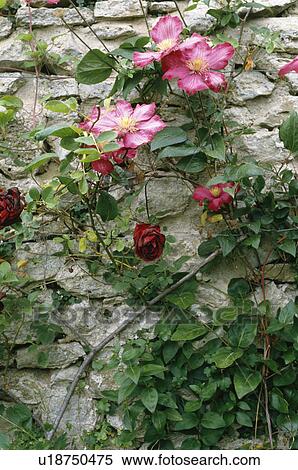 Stock Photography - Close up of red clematis with red roses on stone wall. Fotosearch