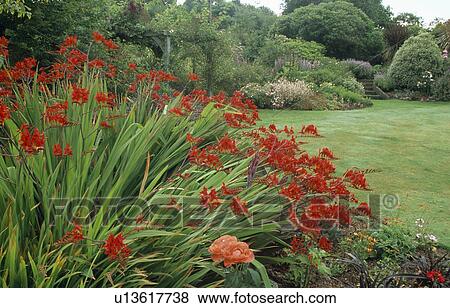 Close-up of red crocosmia View Large Photo Image Stock Photo - Close-up of red crocosmia. Fotosearch