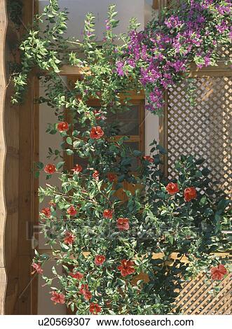 Stock Photo - Close up of red hibiscus and purple clematis on trellis in front of veranda. Fotosearch