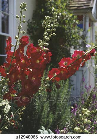 Close-up of red hollyhock View Large Photo Image Stock Photography - Close-up of red hollyhock. Fotosearch