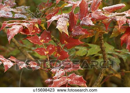 Close-up of red Mahonia leaves View Large Photo Image Stock Image - Close-up of red Mahonia leaves. Fotosearch