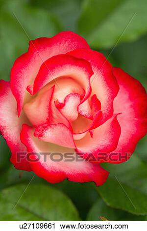 Close-up of Rosa 'Hannah Gordon' View Large Photo Image Stock Image - Close-up of Rosa 'Hannah Gordon'. Fotosearch