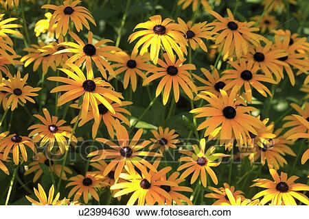 Close up of "Rudbeckia "Fulgida" flowers View Large Photo Image Stock Image - Close up of "Rudbeckia "Fulgida" flowers. Fotosearch