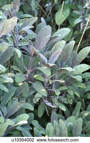 Stock Image - Close-up of sage leaves. Fotosearch