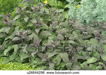 Close up of Salvia Officinalis Purpurescens View Large Photo Image Stock Photo - Close up of Salvia Officinalis Purpurescens. Fotosearch