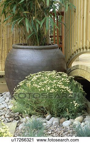 Close-up of santolina and large pot with arundinaria View Large Photo Image Stock Image - Close-up of santolina and large pot with arundinaria. Fotosearch