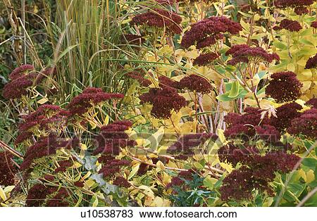 Close-up of sedum in late summer border View Large Photo Image Stock Image - Close-up of sedum in late summer border. Fotosearch