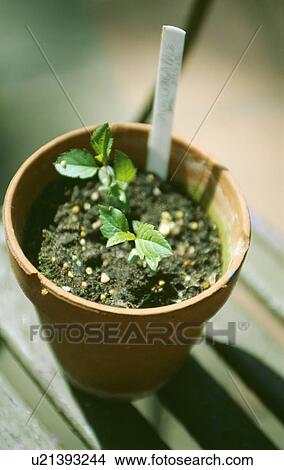 Close-up of seedlings and plant label in old terracotta pot View Large Photo Image Picture - Close-up of seedlings and plant label in old terracotta pot. Fotosearch
