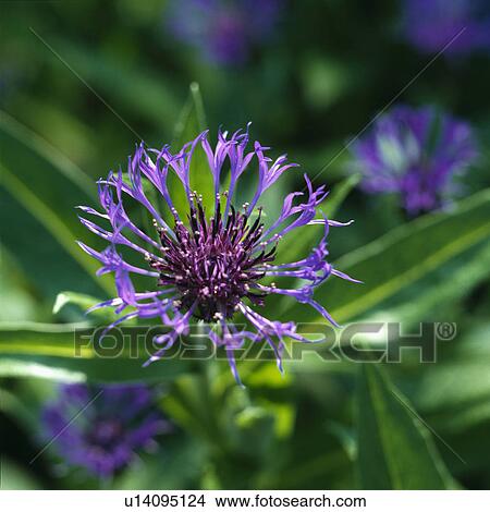 Picture -  Close up of single bloom of blue cornflower.. Fotosearch