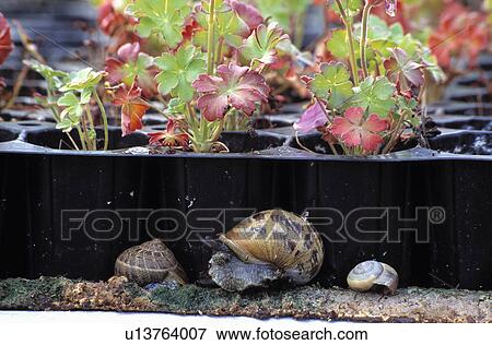 Close-up of snails with plug-plants View Large Photo Image Stock Photo - Close-up of snails with plug-plants. Fotosearch