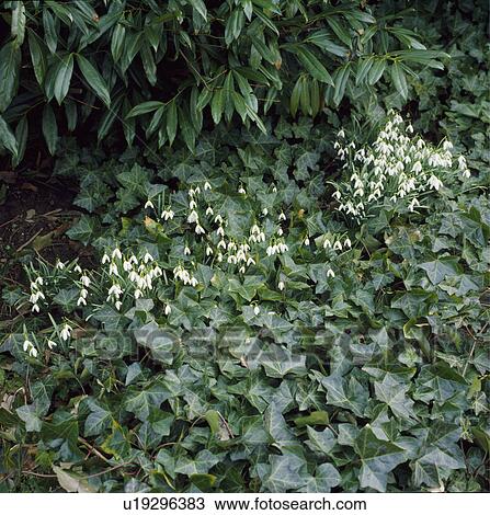 Close-up of snowdrops and ivy View Large Photo Image Stock Image - Close-up of snowdrops and ivy. Fotosearch