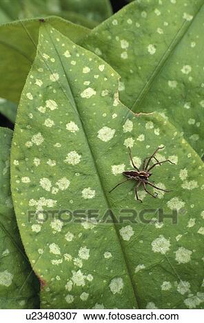 Close-up of spider on pulmonaria leaf View Large Photo Image Stock Photo - Close-up of spider on pulmonaria leaf. Fotosearch