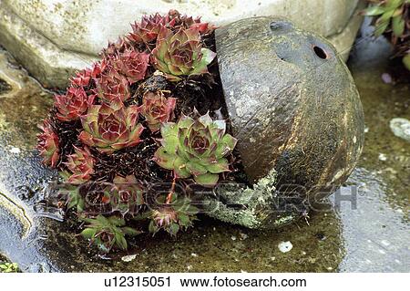 Close-up of succulents in pots View Large Photo Image Stock Image - Close-up of succulents in pots. Fotosearch
