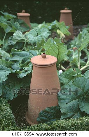 Picture - Close up of terracotta forcing pot with rhubarb in garden bed. Fotosearch
