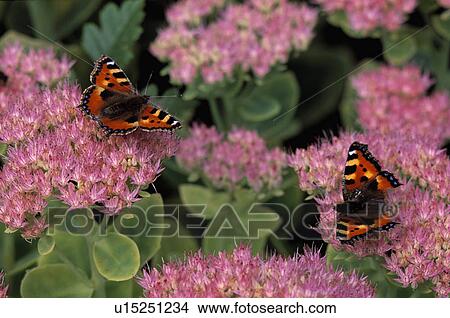 Picture - close-up of tortoisehell butterflies on pink sedum. Fotosearch