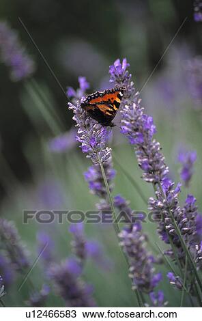 Stock Image - Close-up of tortoiseshell butterfly on lavender. Fotosearch